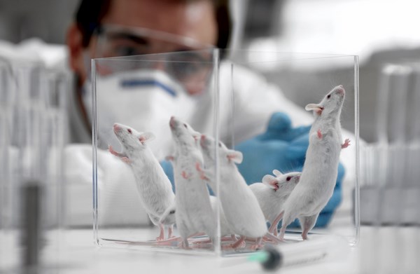 На фото – лабораторные крысы